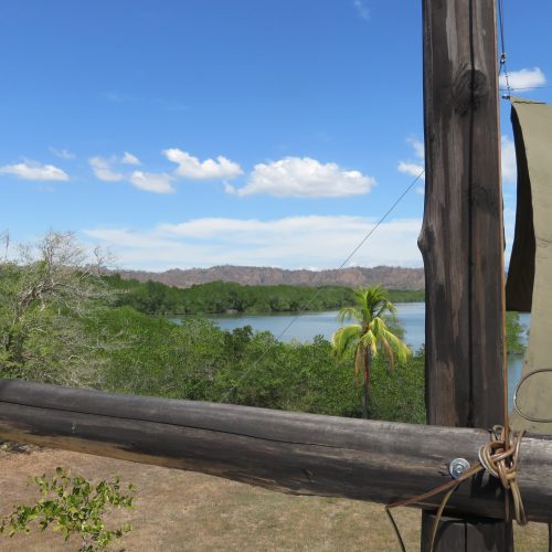 Sailcargo's mangrove