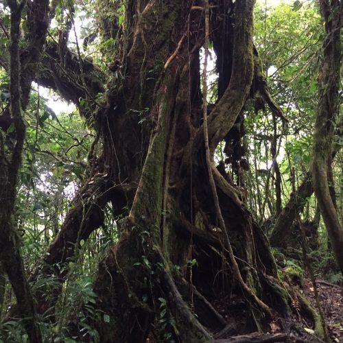 cloudforest
